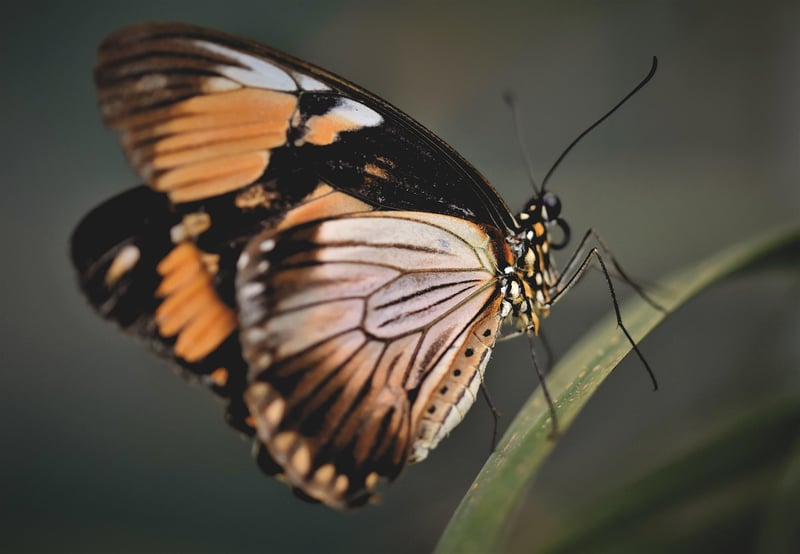Butterfly Preservation Law
